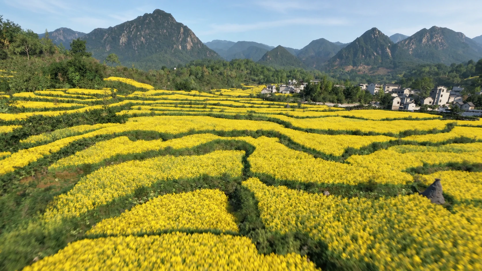 Yellow flowering terraces and village houses below mountain ridges — AI-assisted still derived from Tippett Studio’s CG film.