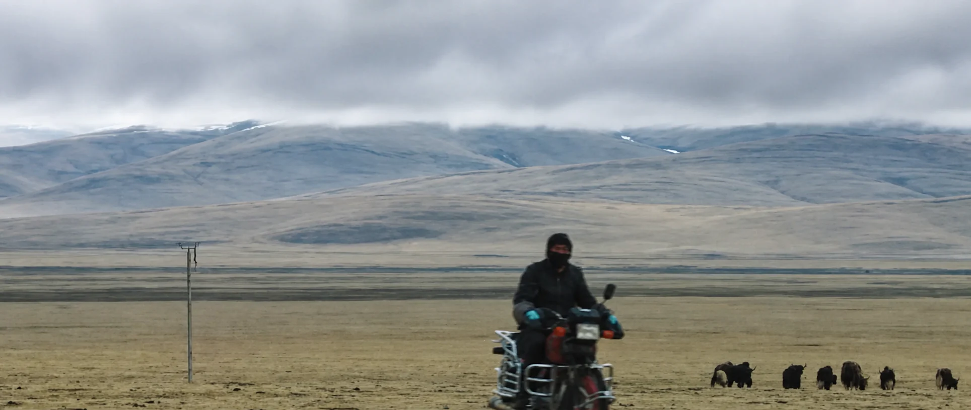 A motorcyclist crossing open grassland with livestock near Yushu.
