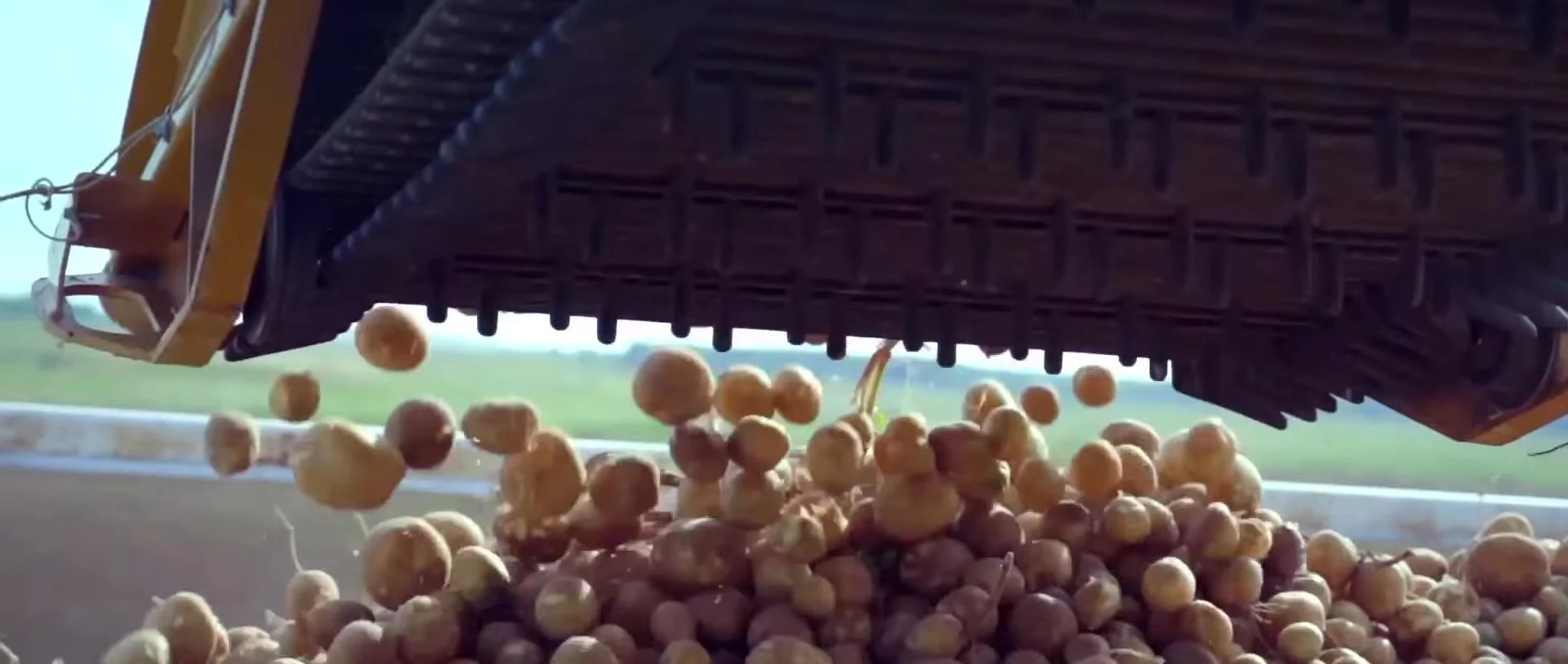 Freshly harvested potatoes falling from farm machinery.