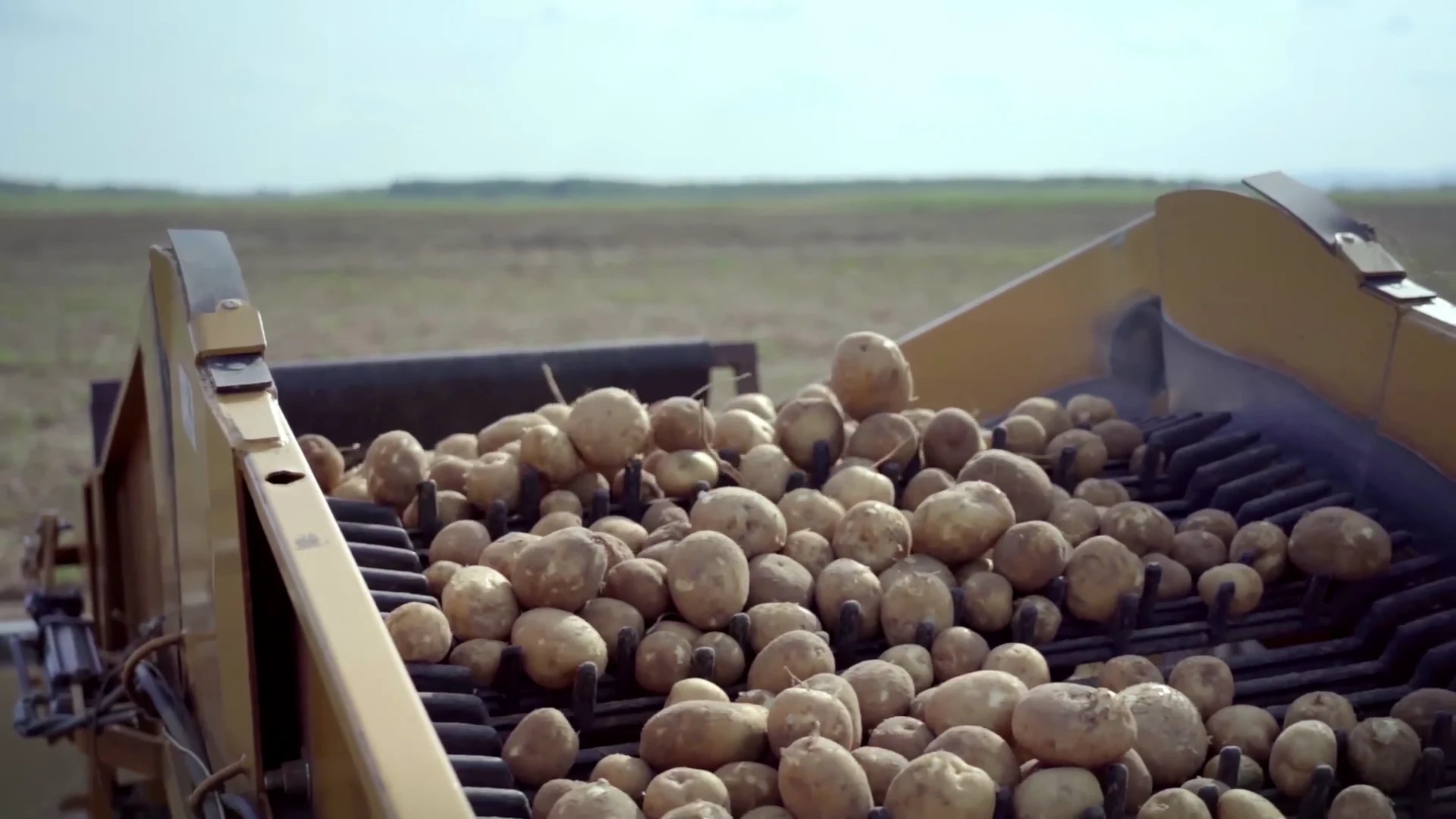 Harvested potatoes moving along a farm conveyor.