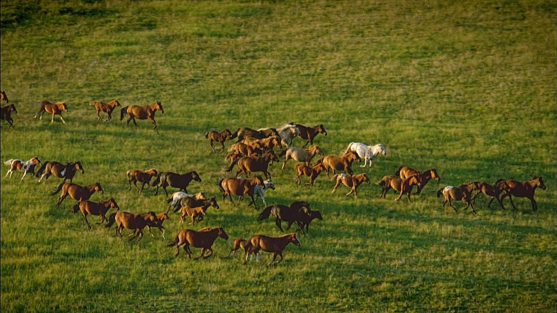 A herd moving across grassland. Frame from the programme.