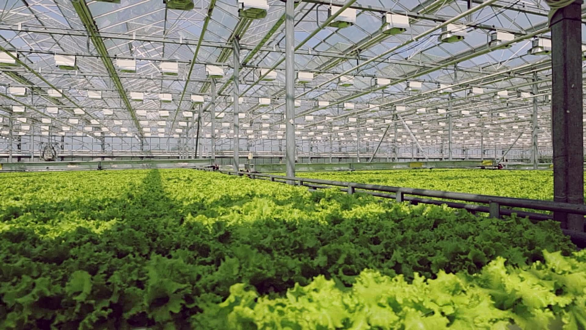 Rows of crops inside a greenhouse. Film still.
