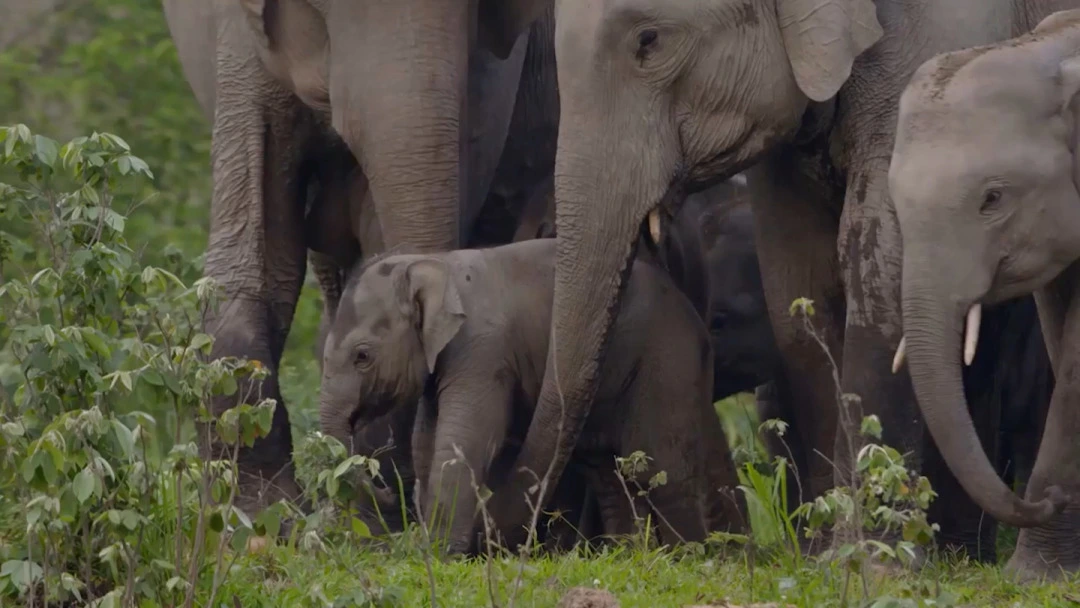 herd of elephants