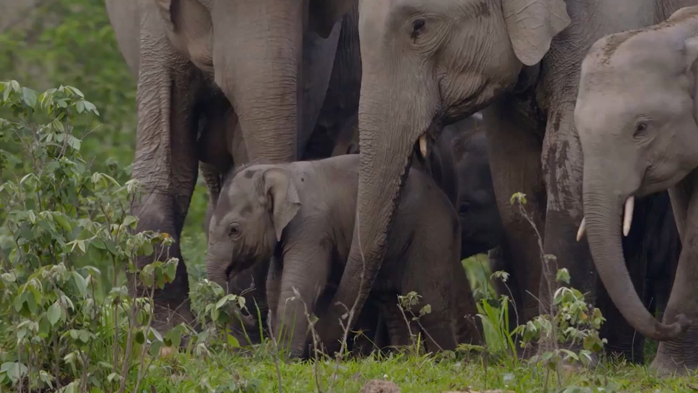Elephants among low vegetation. A still from the wider series.