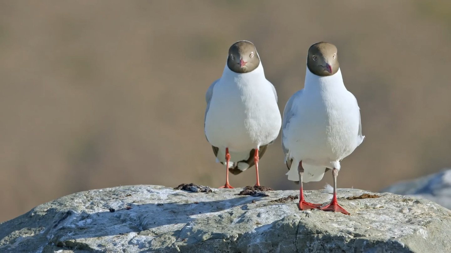 Two birds on a rocky ledge. Programme still.