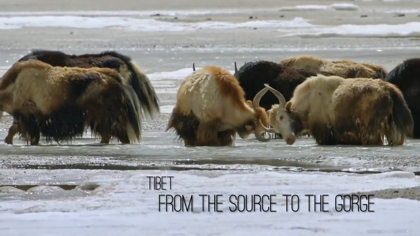 The Tibet episode title over a programme scene of animals in shallow water.
