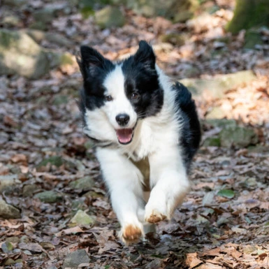 phantom the dog