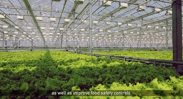 vegetable Chinese farm 1