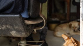 A dog gazes toward the edge of the frame as the shelter owner gives a haircut inside a timeworn Chinese hair salon, captured during a documentary shoot with fixer support in China