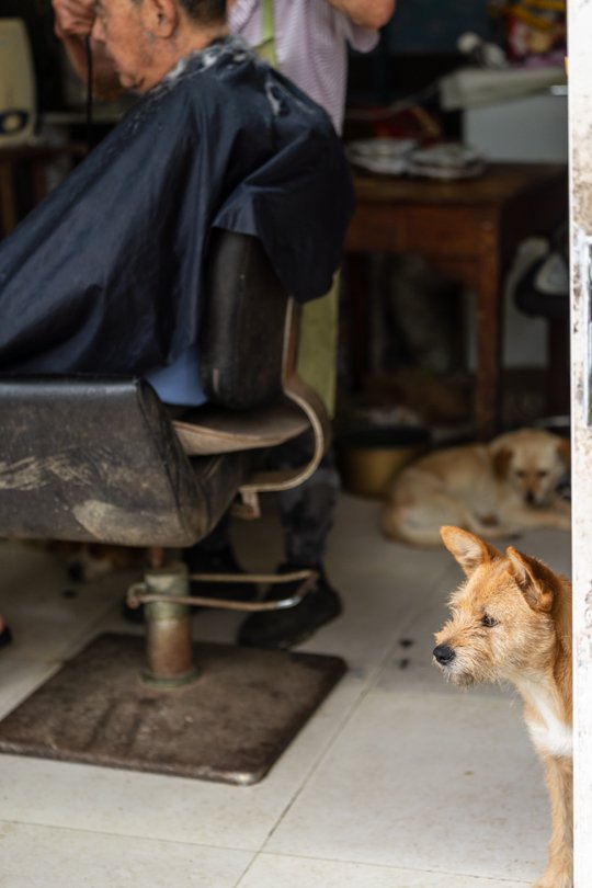 A dog gazes toward the edge of the frame as the shelter owner gives a haircut inside a timeworn Chinese hair salon, captured during a documentary shoot with fixer support in China