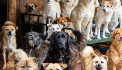 Multiple dogs crowded in a small yard looking directly into the camera lens, captured during a documentary filming supported by local fixer services in China