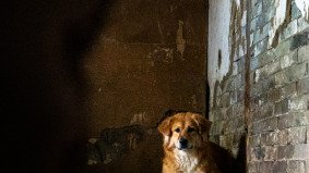 A sad dog sitting on a weathered blue platform in a rundown Chinese shelter, seen through a jagged hole in the wall, captured during a documentary shoot with fixer support