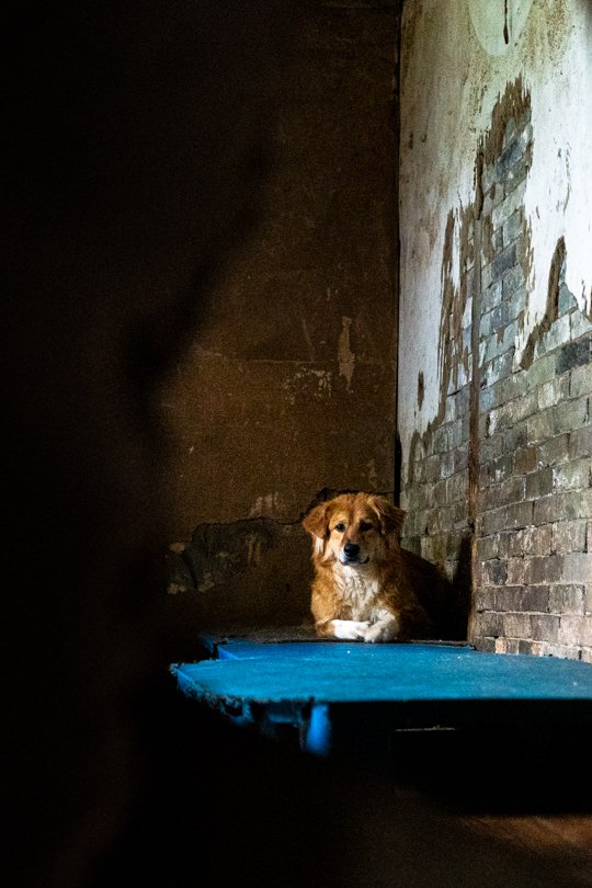 A sad dog sitting on a weathered blue platform in a rundown Chinese shelter, seen through a jagged hole in the wall, captured during a documentary shoot with fixer support