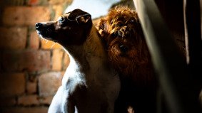 Stray dog on cracked stairs of a rundown dog shelter in China, captured during a documentary shoot with local production fixer support