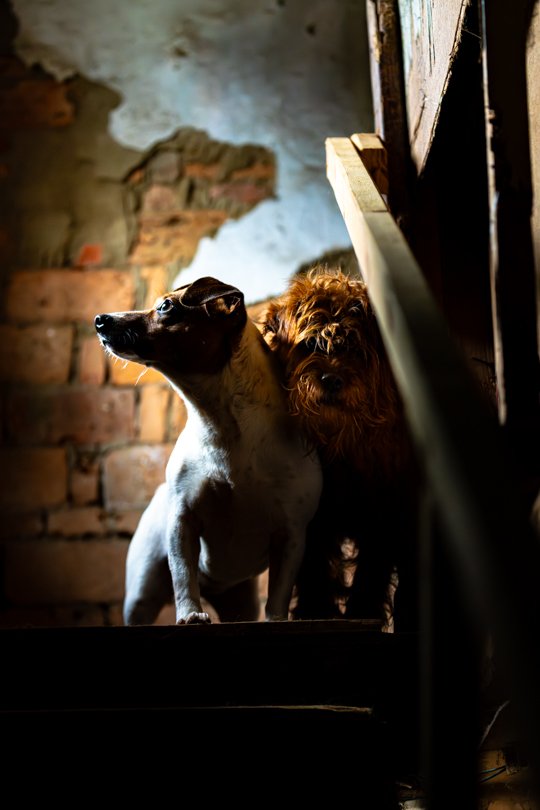Stray dog on cracked stairs of a rundown dog shelter in China, captured during a documentary shoot with local production fixer support