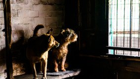 Three dogs gazing out from a dark shelter room, illuminated softly by light coming through a window, symbolizing hope and longing for freedom, captured during a documentary shoot in China with fixer support