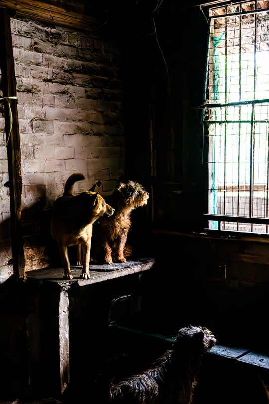 Three dogs gazing out from a dark shelter room, illuminated softly by light coming through a window, symbolizing hope and longing for freedom, captured during a documentary shoot in China with fixer support