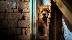 A dog’s head peeking from the corner of a stair platform in a rundown shelter, looking wearily into the camera, unsure about the presence of strangers during a film shoot in China