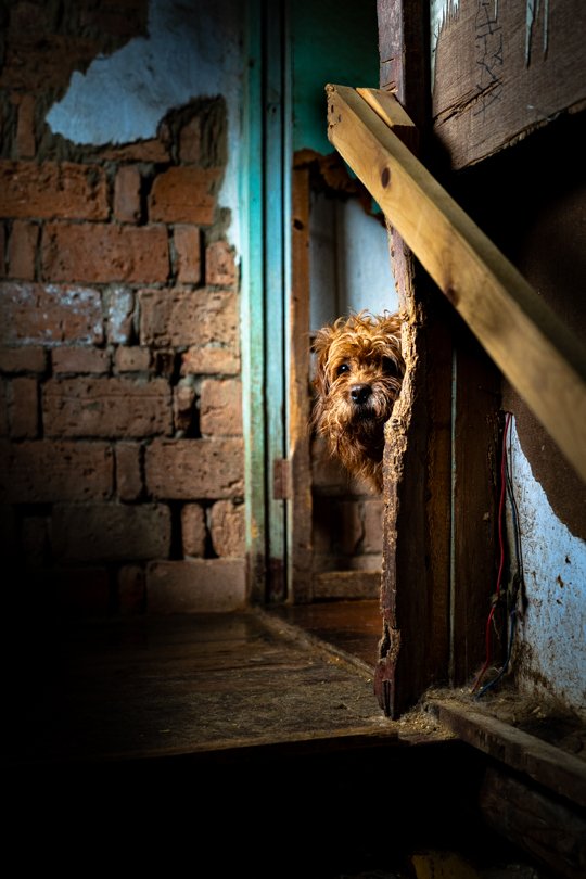 A dog’s head peeking from the corner of a stair platform in a rundown shelter, looking wearily into the camera, unsure about the presence of strangers during a film shoot in China
